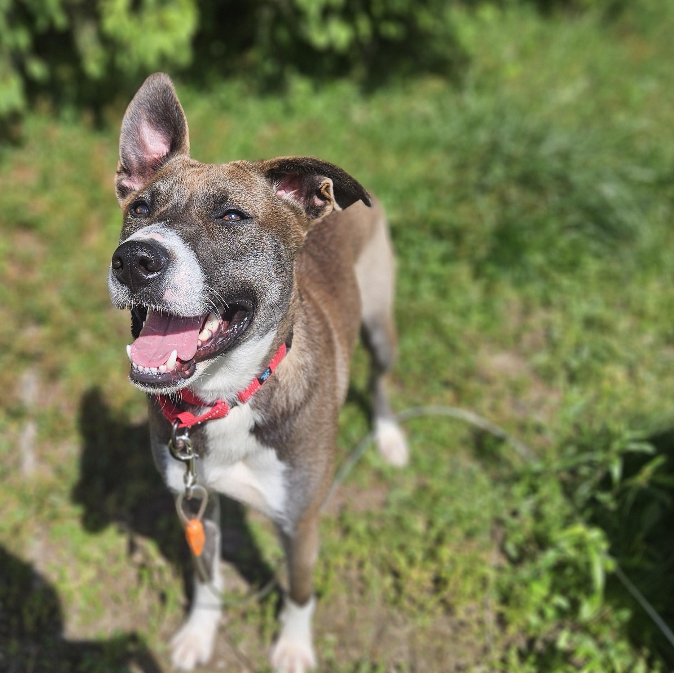 Enlarge Bella, a Adoptable mixed breed in Claridge, PA image 4/6