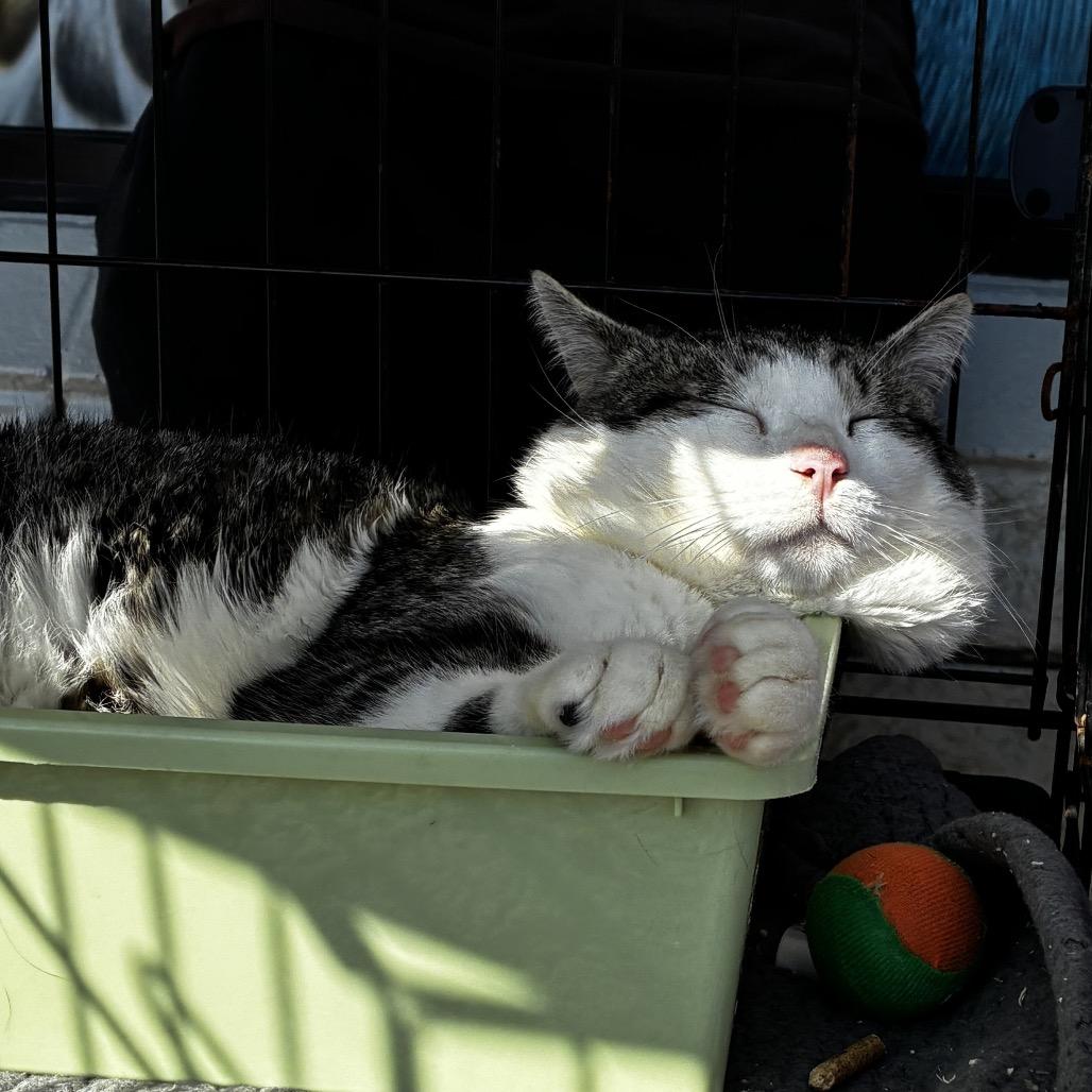 Big Bee, Adoptable, Adult Male Domestic Short Hair.