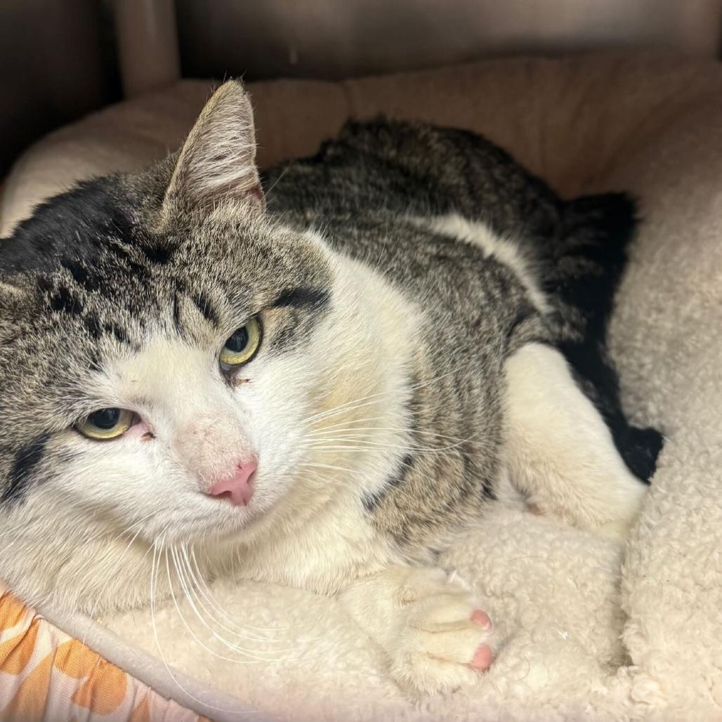 Enlarge Big Bee, a Adoptable Domestic Short Hair in Hamilton, GA image 3/5