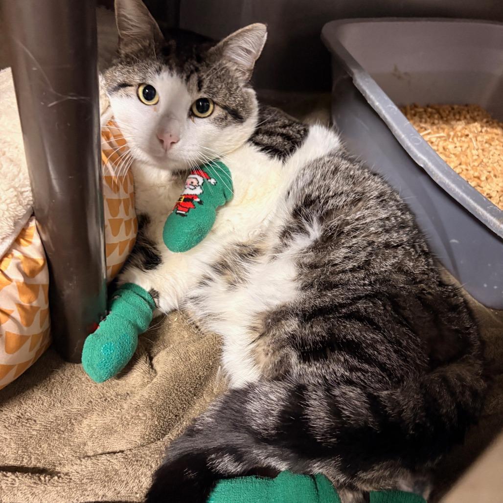 Enlarge Big Bee, a Adoptable Domestic Short Hair in Hamilton, GA image 4/5