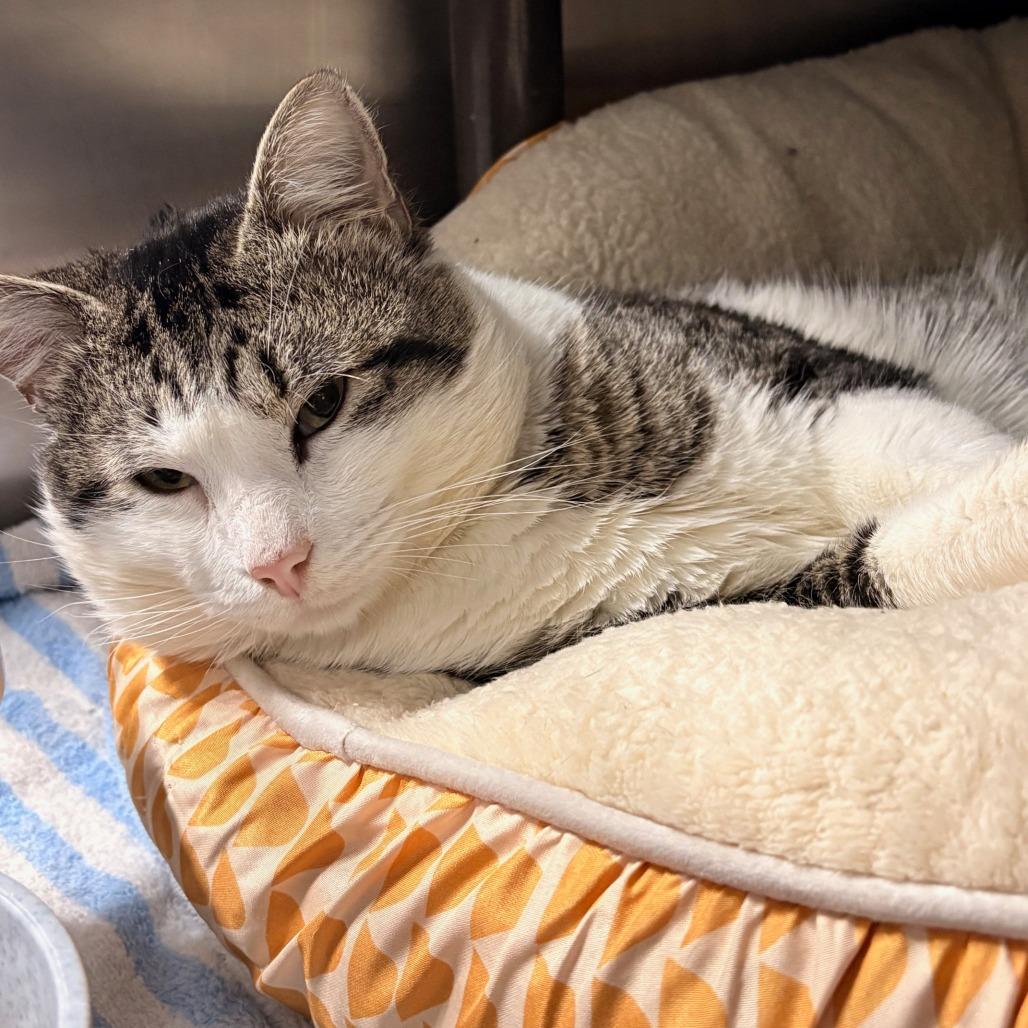 Enlarge Big Bee, a Adoptable Domestic Short Hair in Hamilton, GA image 5/5