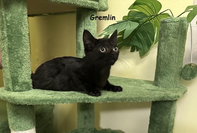 Gremlin AVO 0825