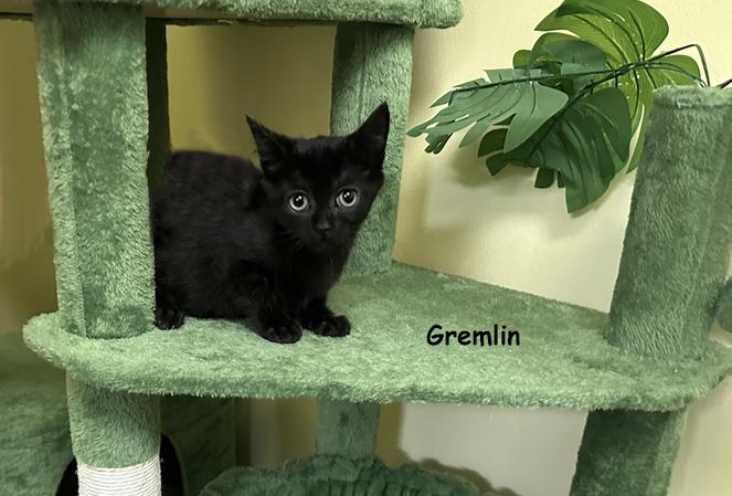 Gremlin AVO 0825