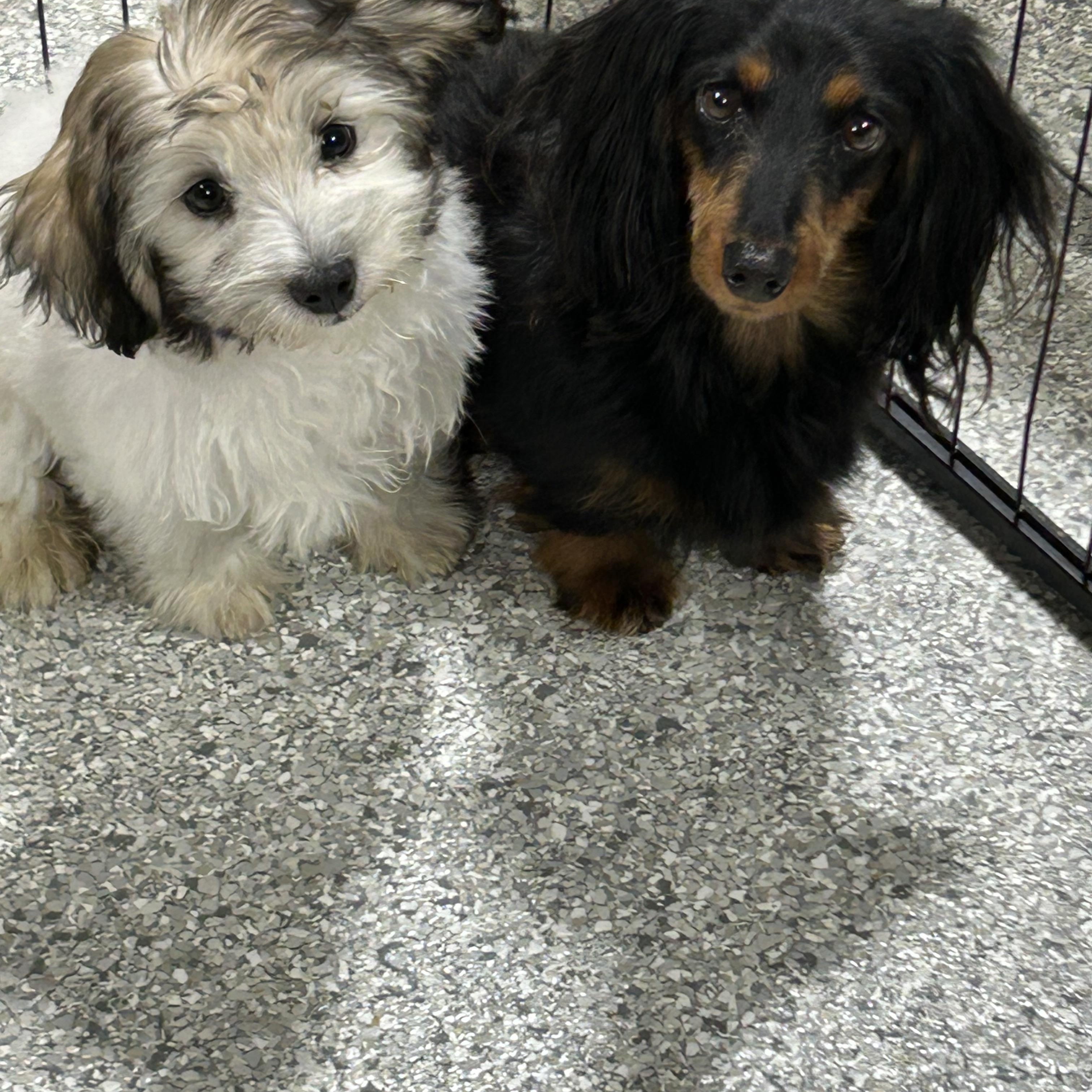 Darla.  Updated bio! , Adoptable, Adult Female Miniature Dachshund.