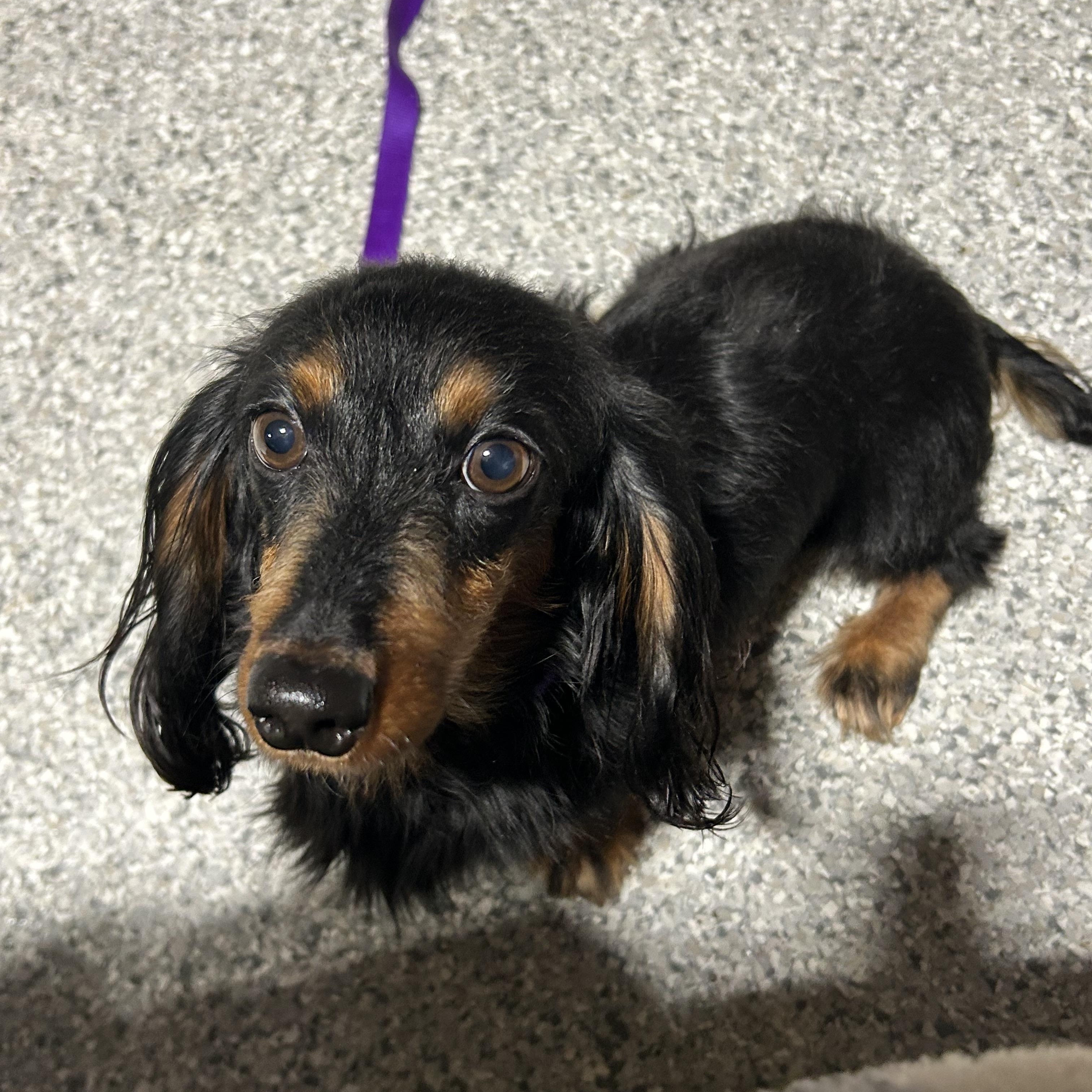 Enlarge Darla.  Updated bio! , a Adoptable Miniature Dachshund in Maumee , OH image 3/3