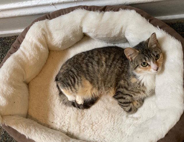 Cotton Candy, a Adopted Calico in Macedonia, OH image 1/2