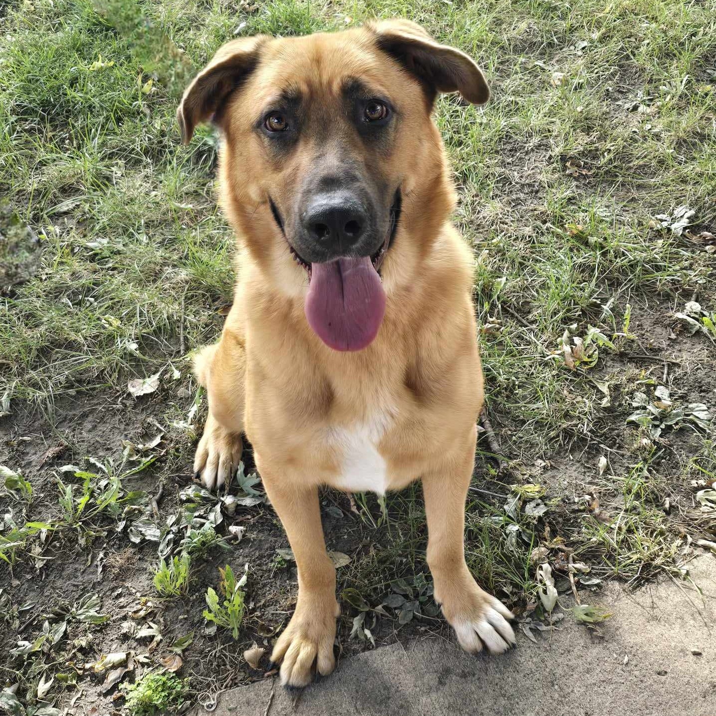 Lucy - ADOPTION PENDING