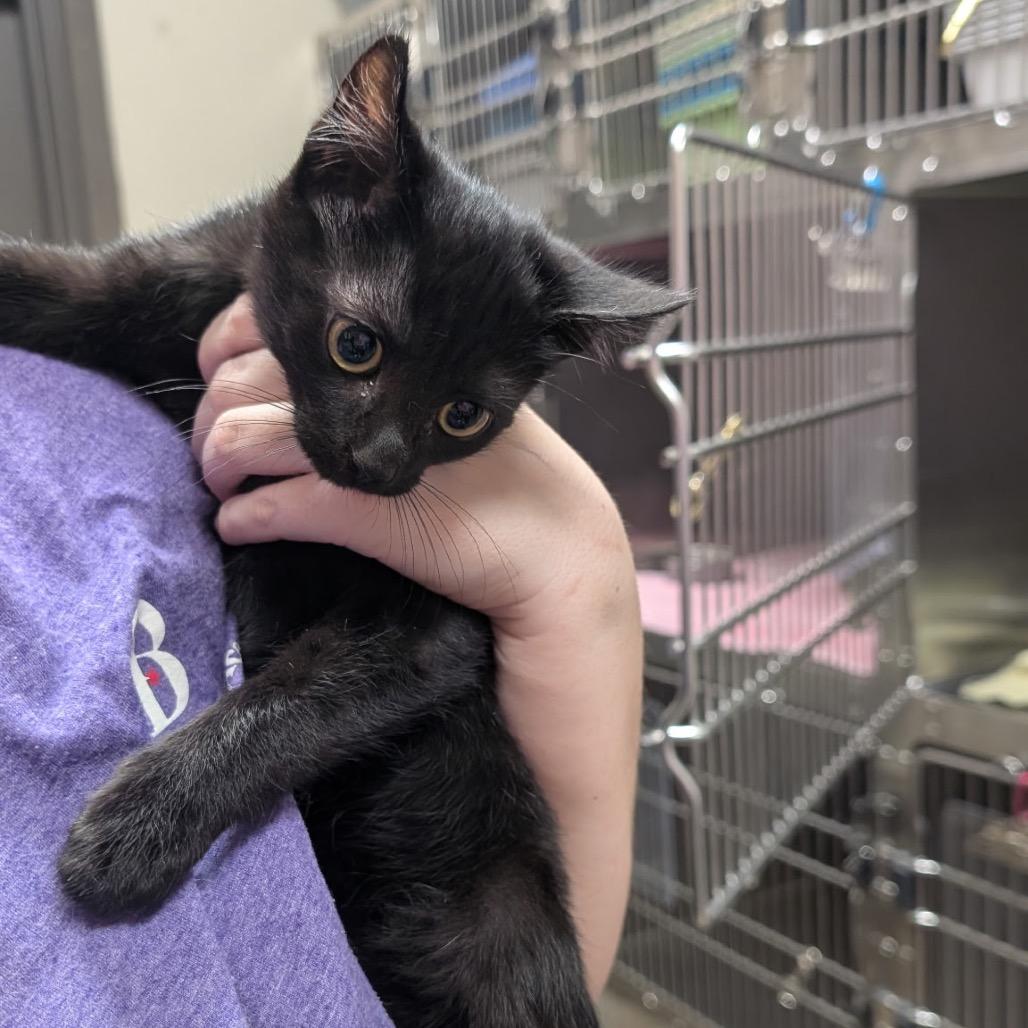 Sour Patch, a Adoptable Domestic Short Hair in Bryan, TX image 1/2