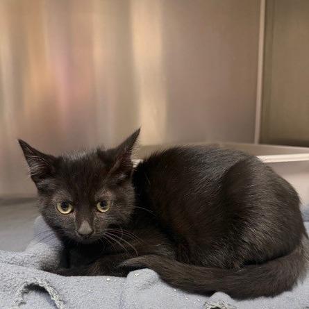 Sour Patch, a Adoptable Domestic Short Hair in Bryan, TX image 2/2