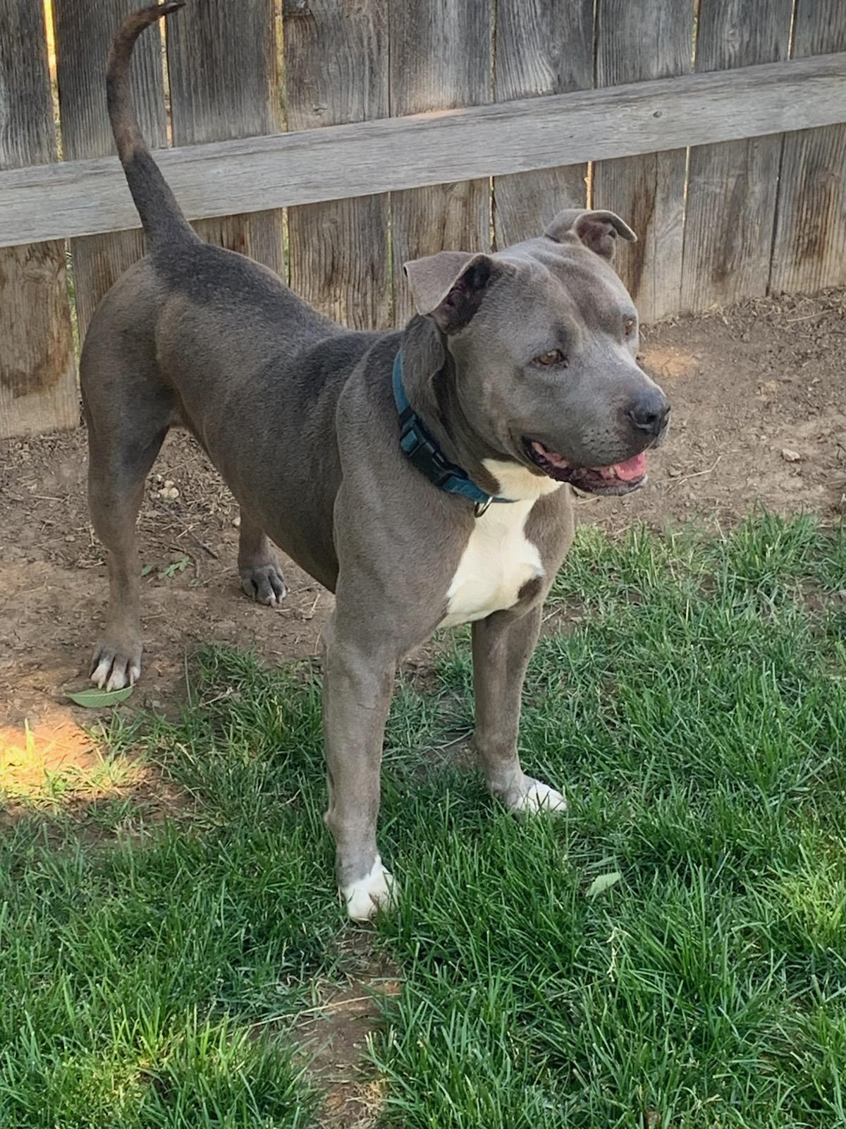 Blu, an adoptable Pit Bull Terrier, American Staffordshire Terrier in Kuna, ID, 83634 | Photo Image 1