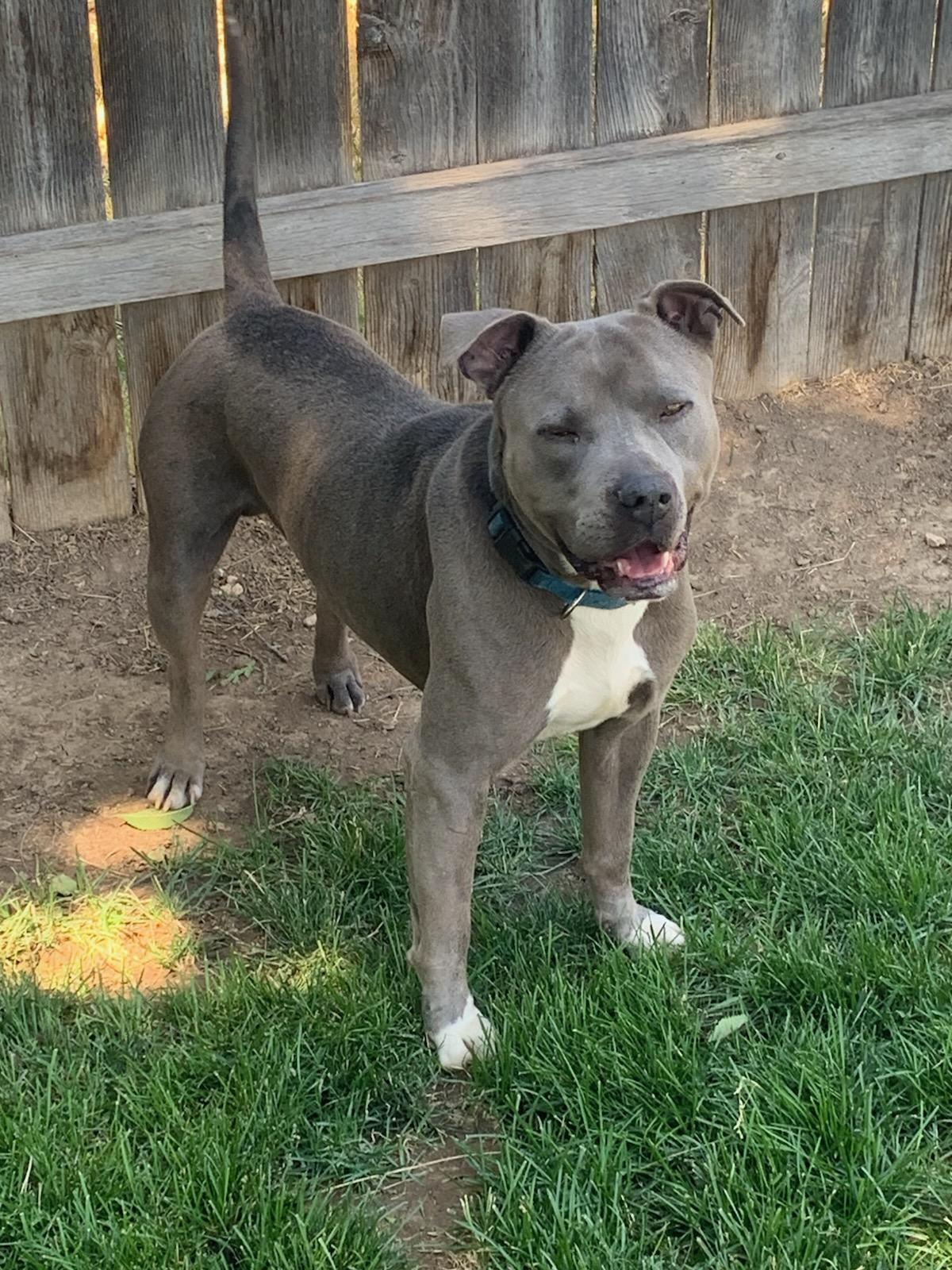 Blu, an adoptable Pit Bull Terrier, American Staffordshire Terrier in Kuna, ID, 83634 | Photo Image 3