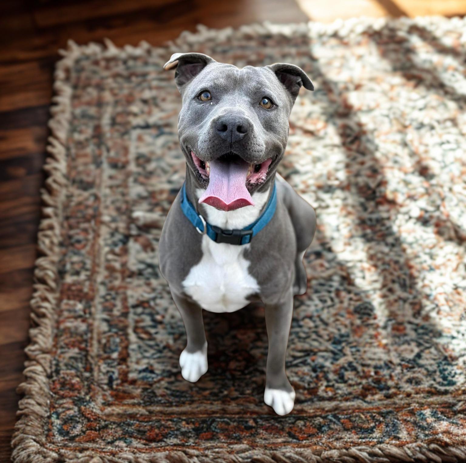 Blu, an adoptable Pit Bull Terrier, American Staffordshire Terrier in Kuna, ID, 83634 | Photo Image 2