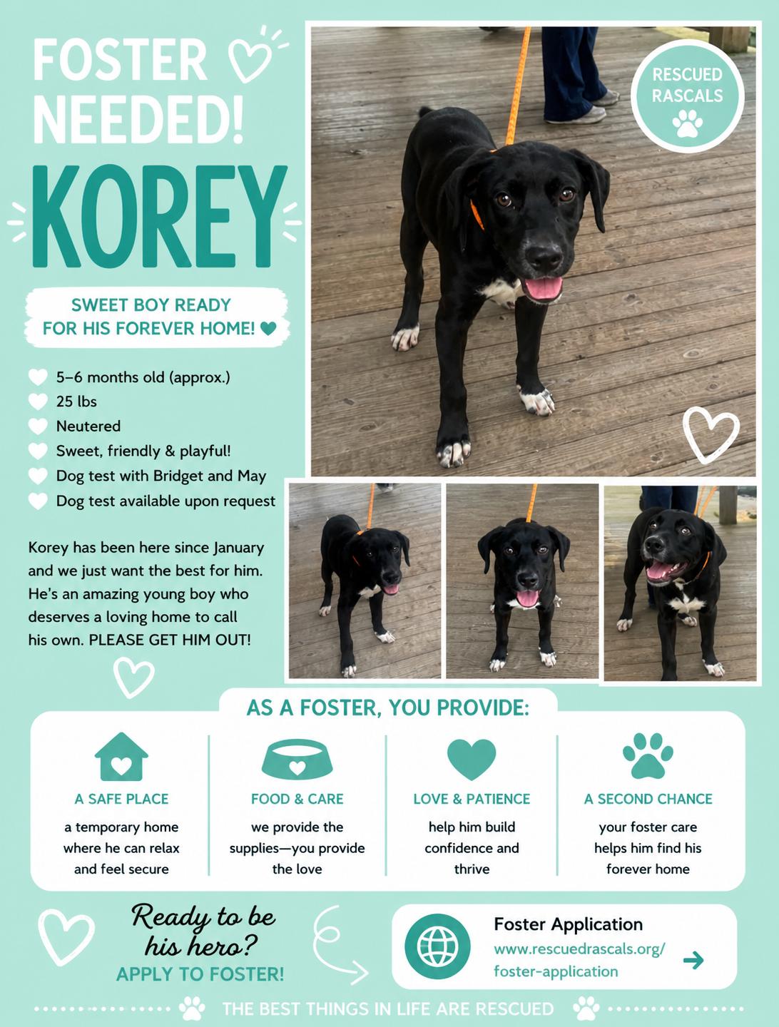 Enlarge Foster Korey!, a ADOPTABLE mixed breed in Oswego, IL image 2/5