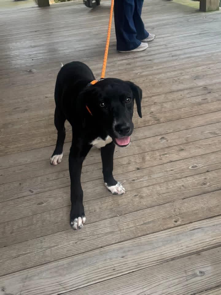 Enlarge Foster Korey!, a ADOPTABLE mixed breed in Oswego, IL image 1/5