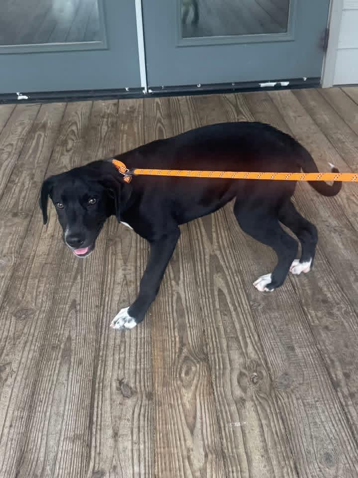 Enlarge Foster Korey!, a ADOPTABLE mixed breed in Oswego, IL image 4/5