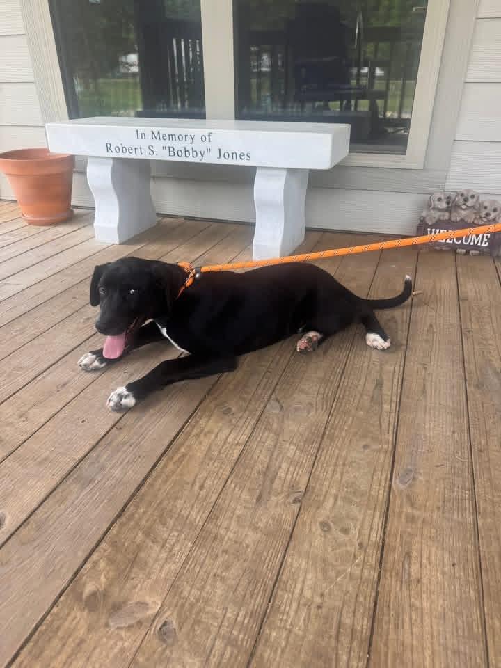 Enlarge Foster Korey!, a ADOPTABLE mixed breed in Oswego, IL image 3/5