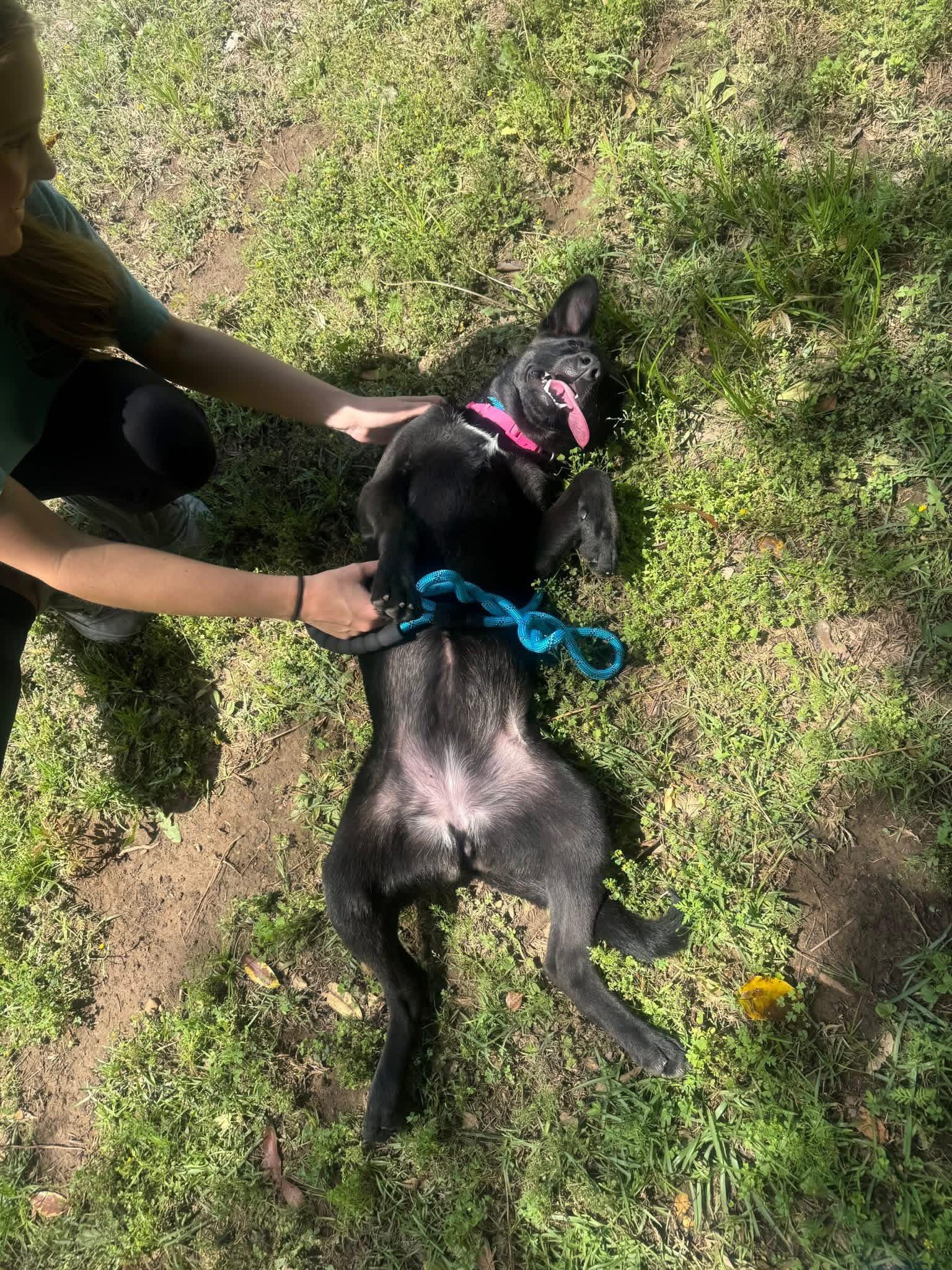 Enlarge Foster Korey!, a ADOPTABLE mixed breed in Oswego, IL image 5/5