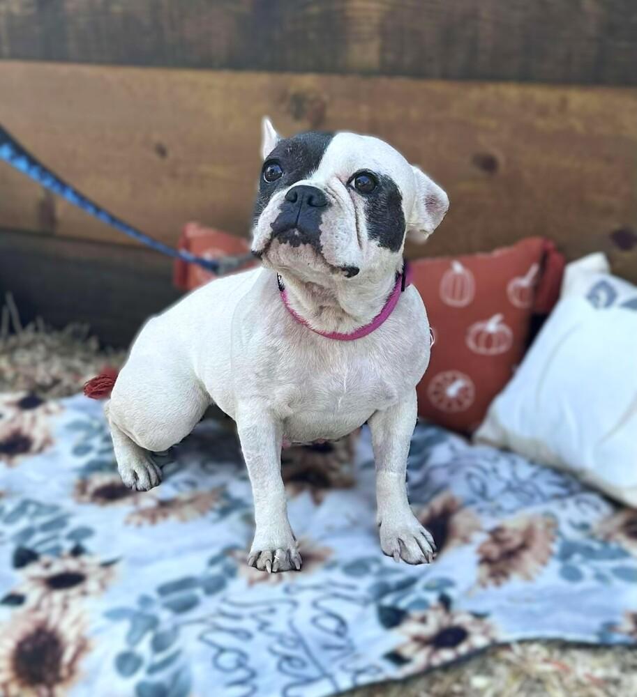 Vivienne, Adoptable, Adult Female French Bulldog.