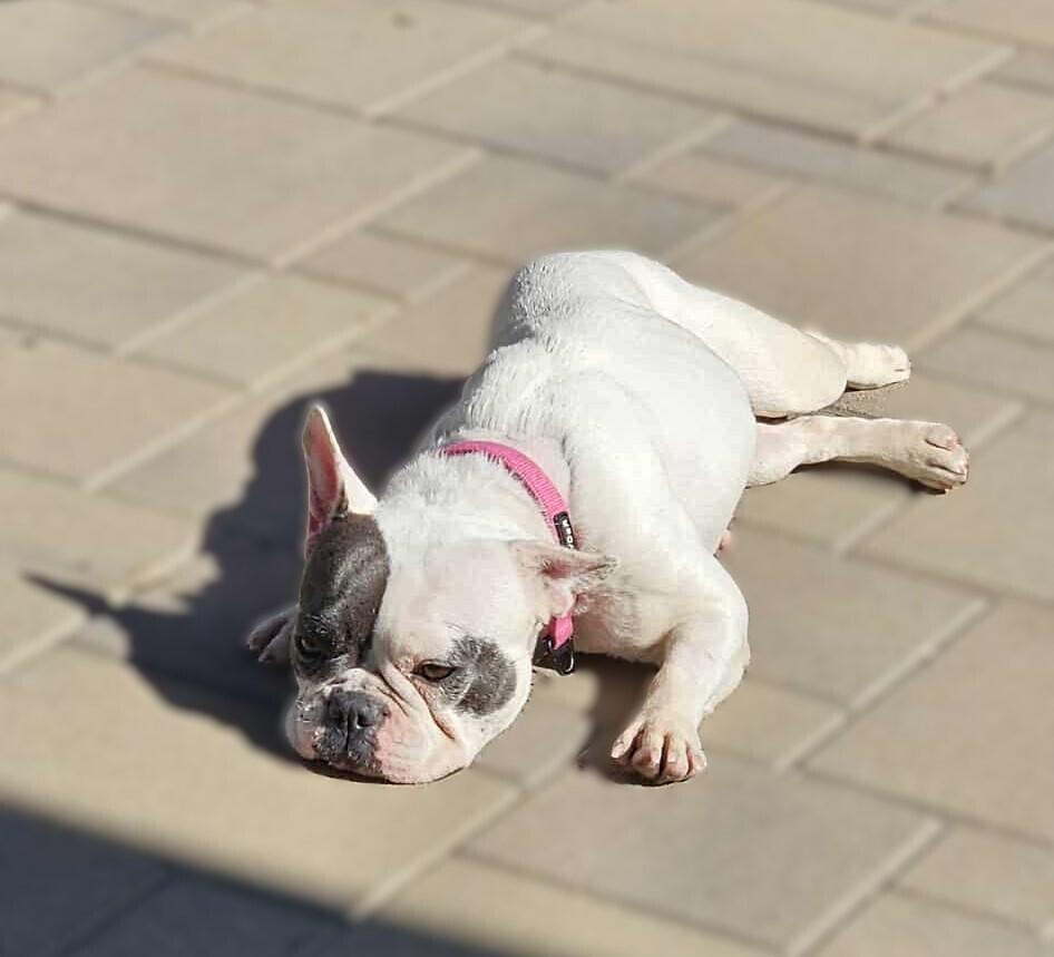 Enlarge Vivienne, a Adoptable French Bulldog in Mission Viejo, CA image 2/6