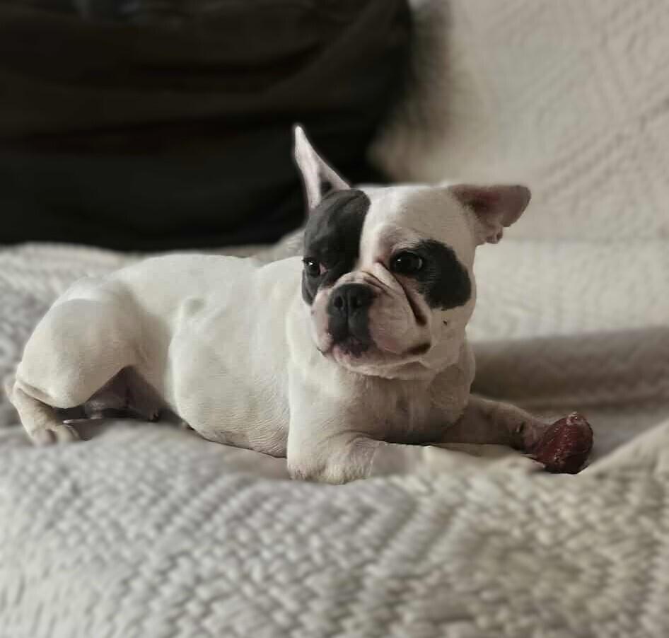 Enlarge Vivienne, a Adoptable French Bulldog in Mission Viejo, CA image 3/6
