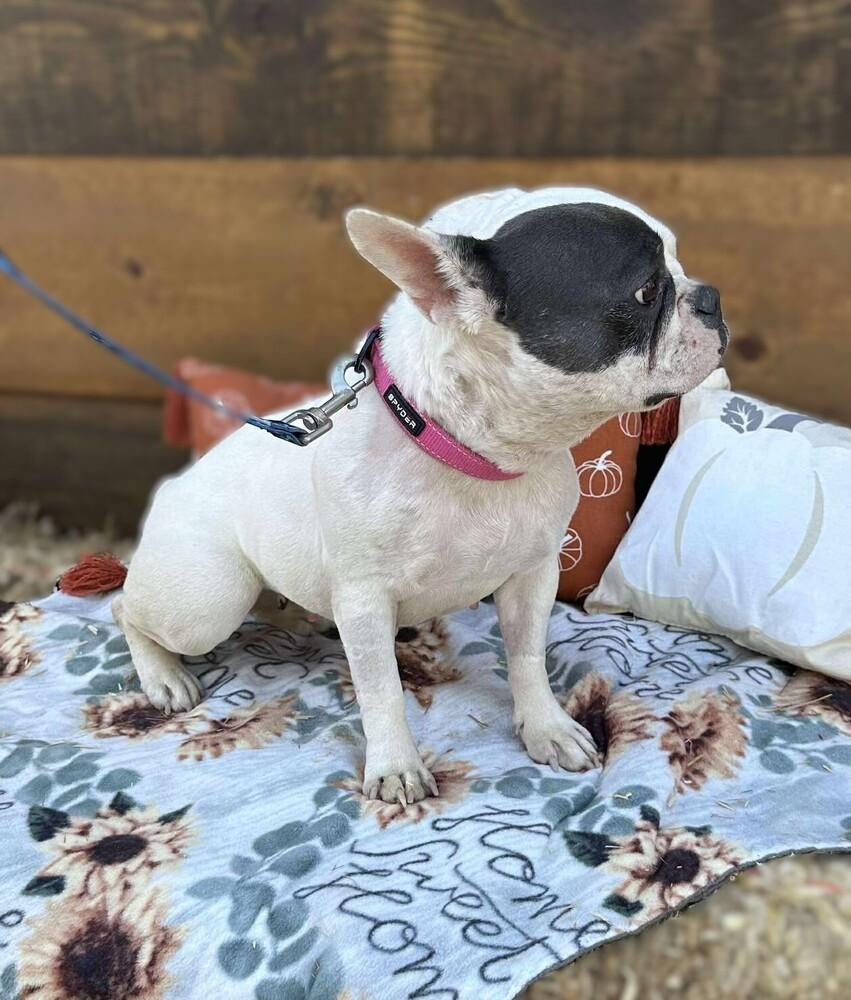 Enlarge Vivienne, a Adoptable French Bulldog in Mission Viejo, CA image 4/6