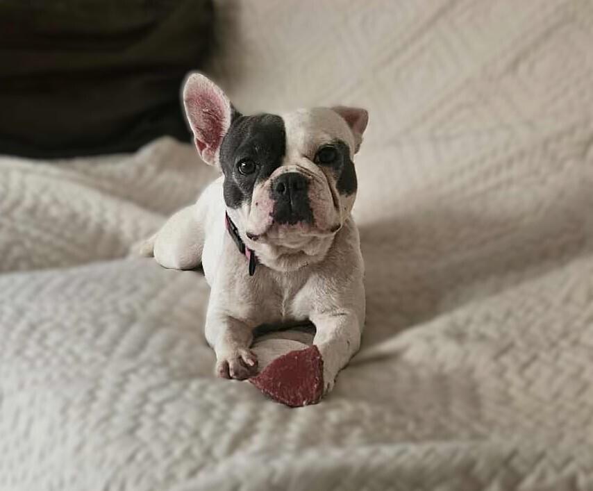Enlarge Vivienne, a Adoptable French Bulldog in Mission Viejo, CA image 5/6