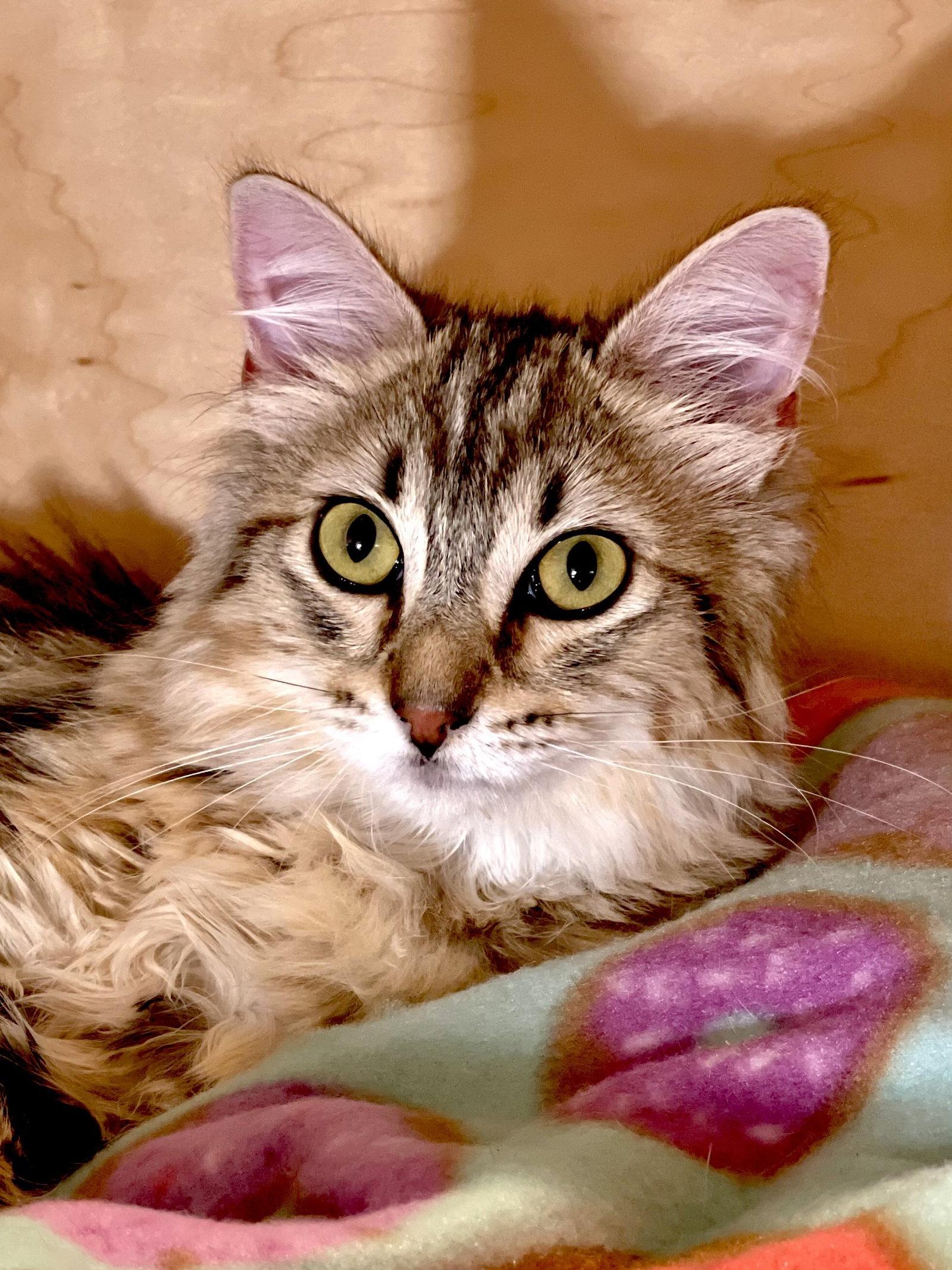 Enlarge Blossom (bonded with Sugar Ray), a Adopted Domestic Medium Hair in Oakland, CA image 1/1