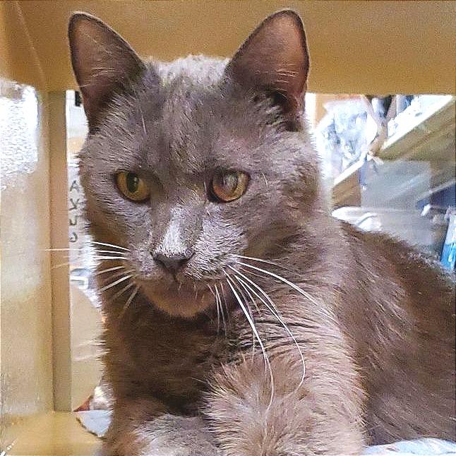 Heath, Adoptable, Adult Male Domestic Short Hair & Russian Blue.