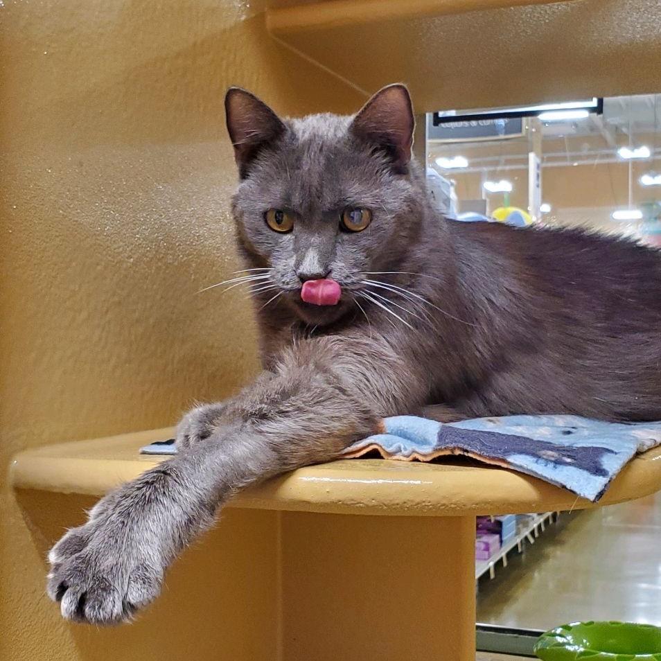 Enlarge Heath, a Adoptable mixed breed in Hemet, CA image 3/4