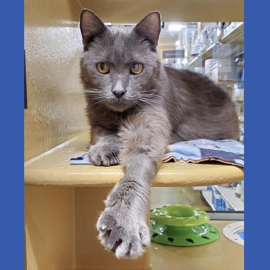 Enlarge Heath, a Adoptable mixed breed in Hemet, CA image 4/4