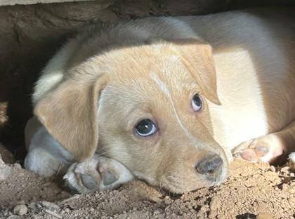 Helen, Adoptable, Puppy Female Mixed Breed & Mixed Breed.