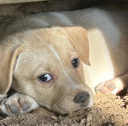Helen, a Adoptable mixed breed in Cumming, GA image 2/3