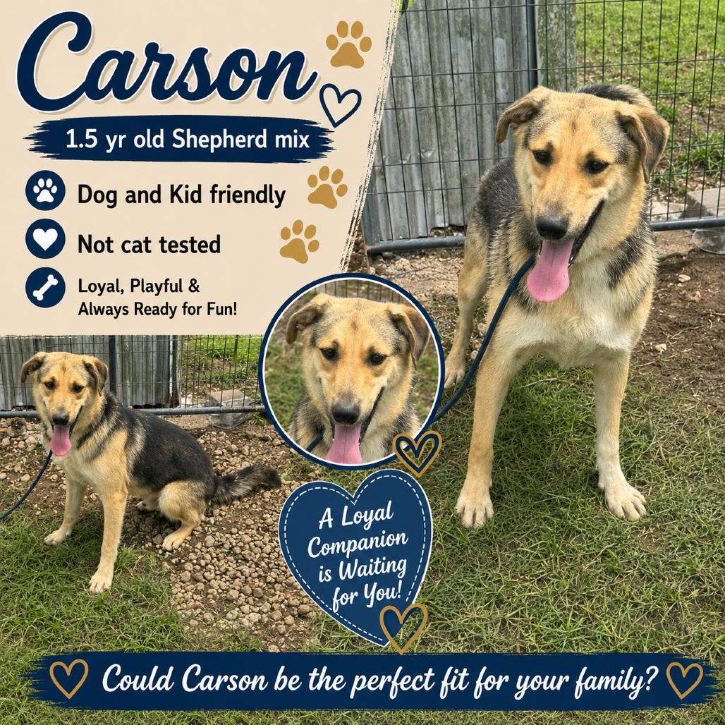 Carson, a Adoptable German Shepherd Dog in Halifax , NS image 1/5