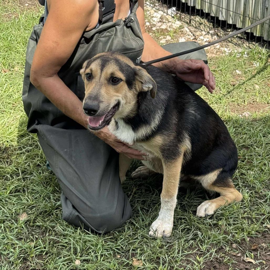 Carson, Adoptable, Young Male German Shepherd Dog.