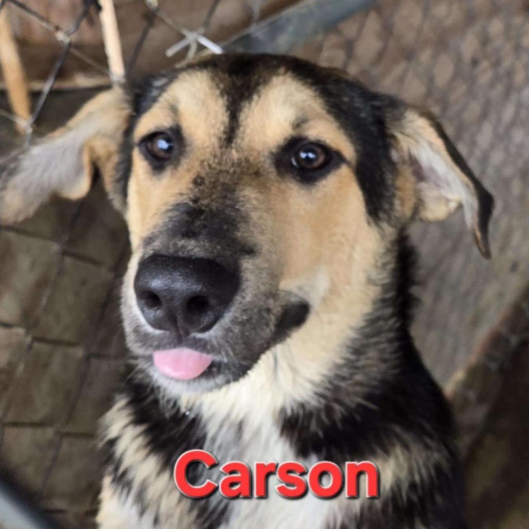 Carson, a Adoptable German Shepherd Dog in Halifax , NS image 4/5