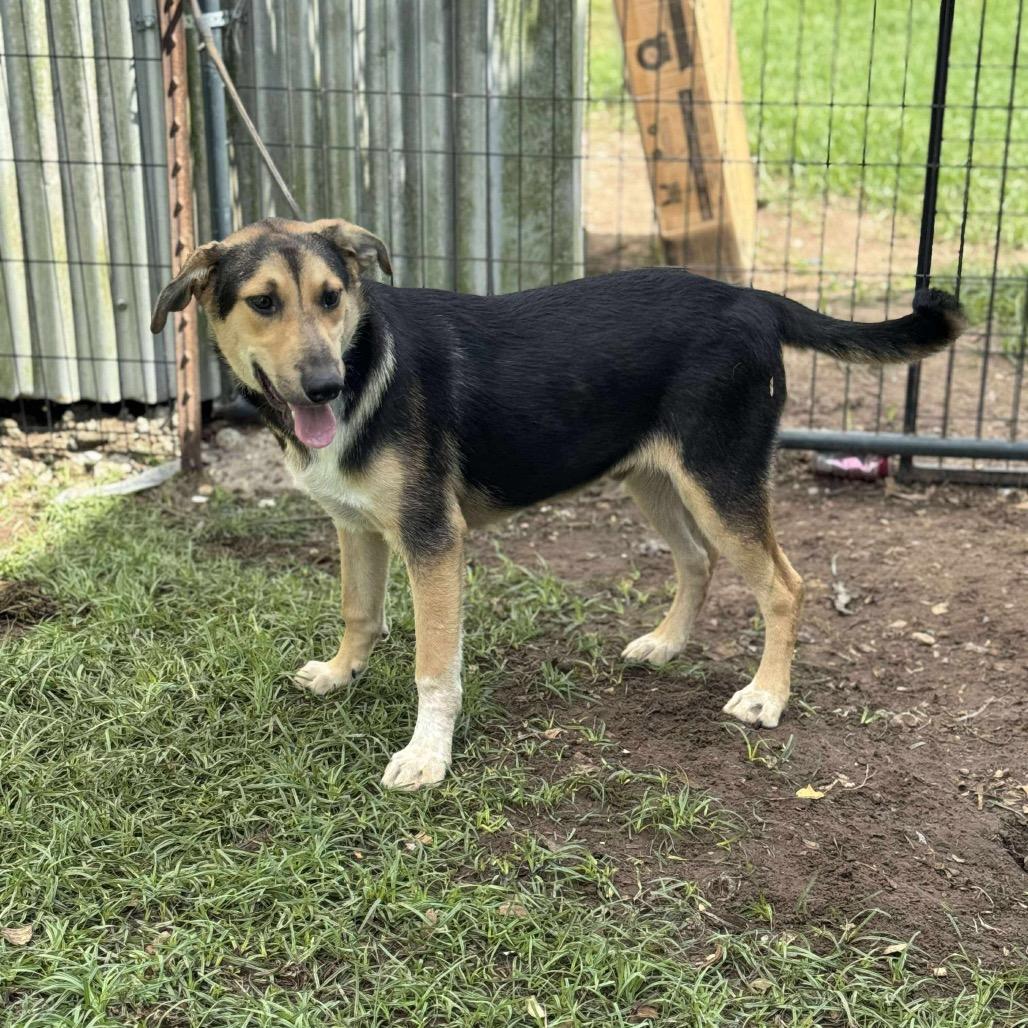 Carson, a Adoptable German Shepherd Dog in Halifax , NS image 5/5