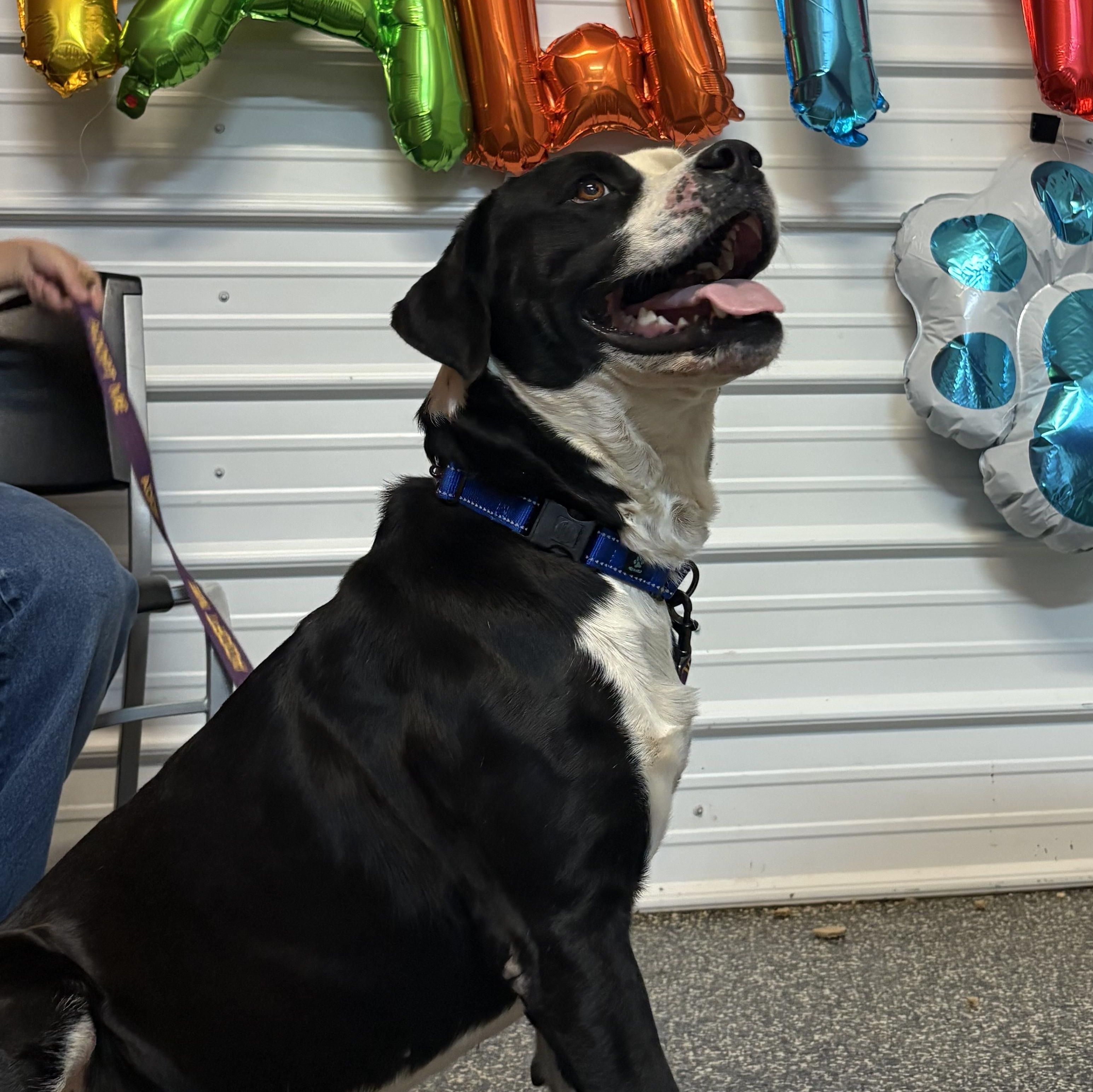 Abel, a Adoptable mixed breed in McKenzie, TN image 1/3