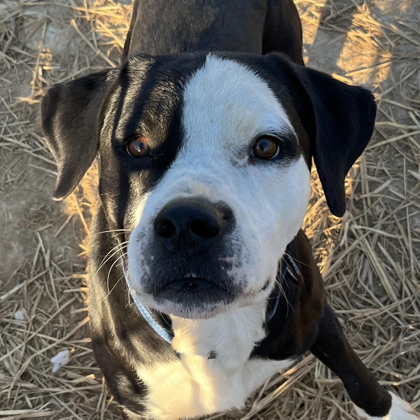 Enlarge Abel, a Adoptable mixed breed in McKenzie, TN image 2/3