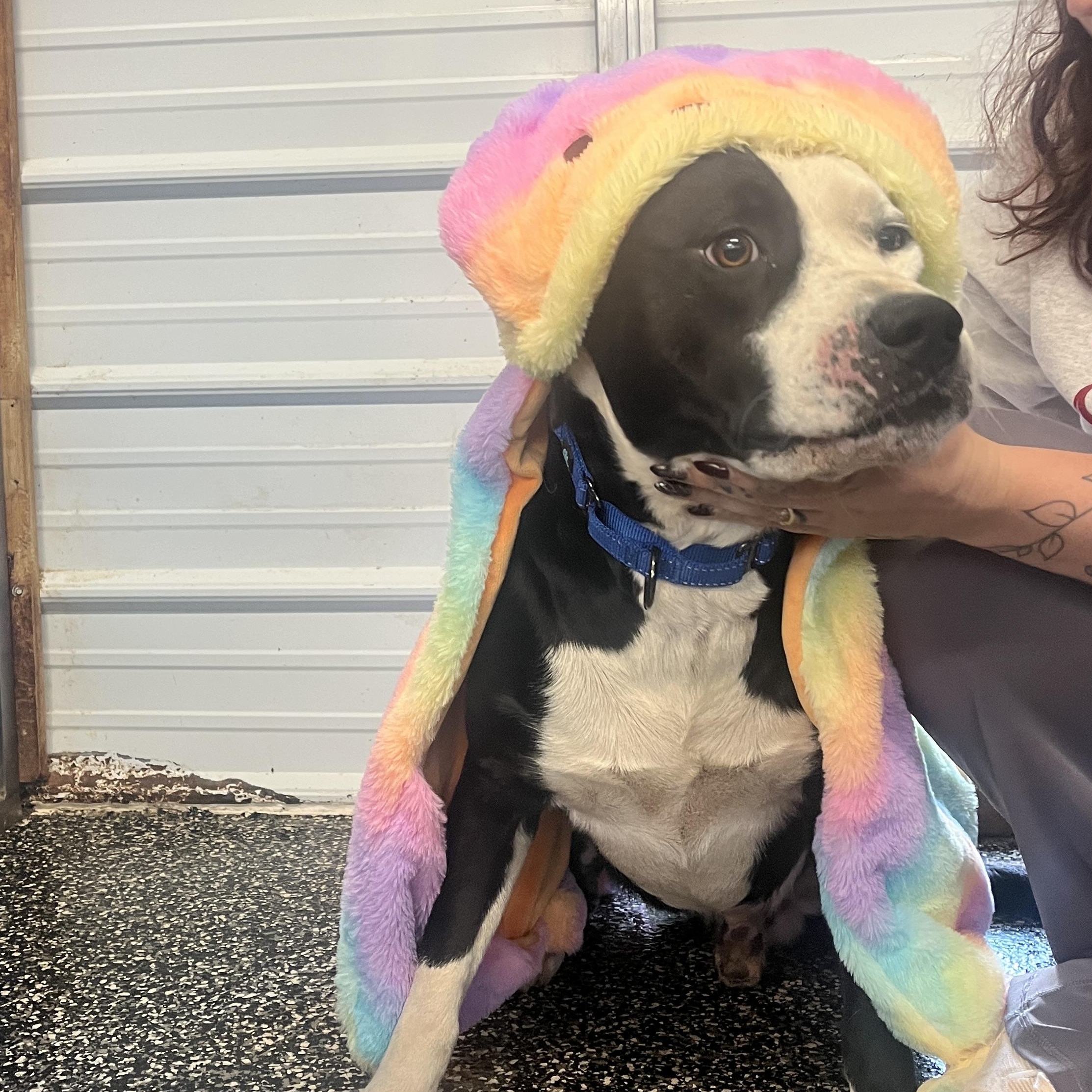 Abel, a Adoptable mixed breed in McKenzie, TN image 2/3