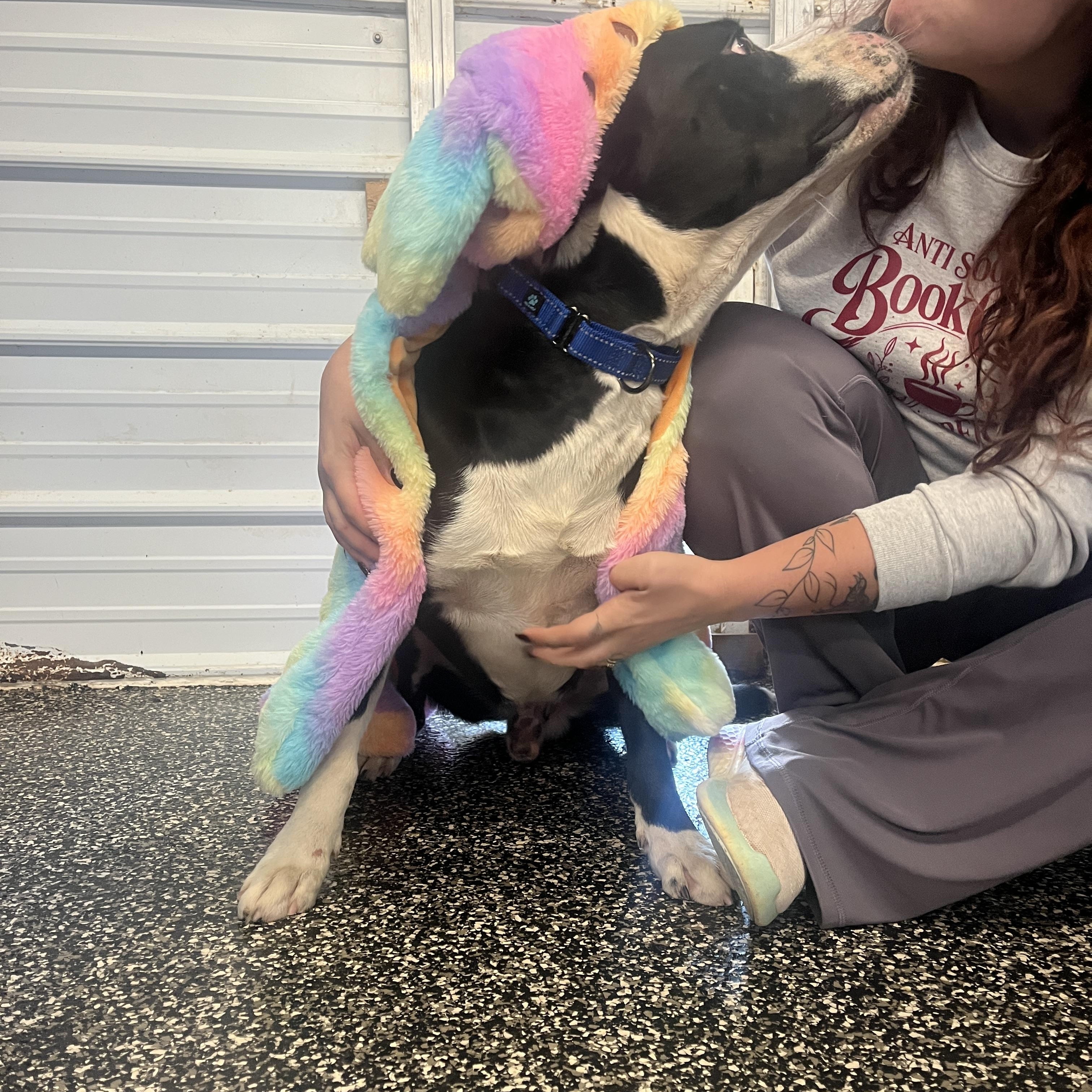 Abel, a Adoptable mixed breed in McKenzie, TN image 3/3