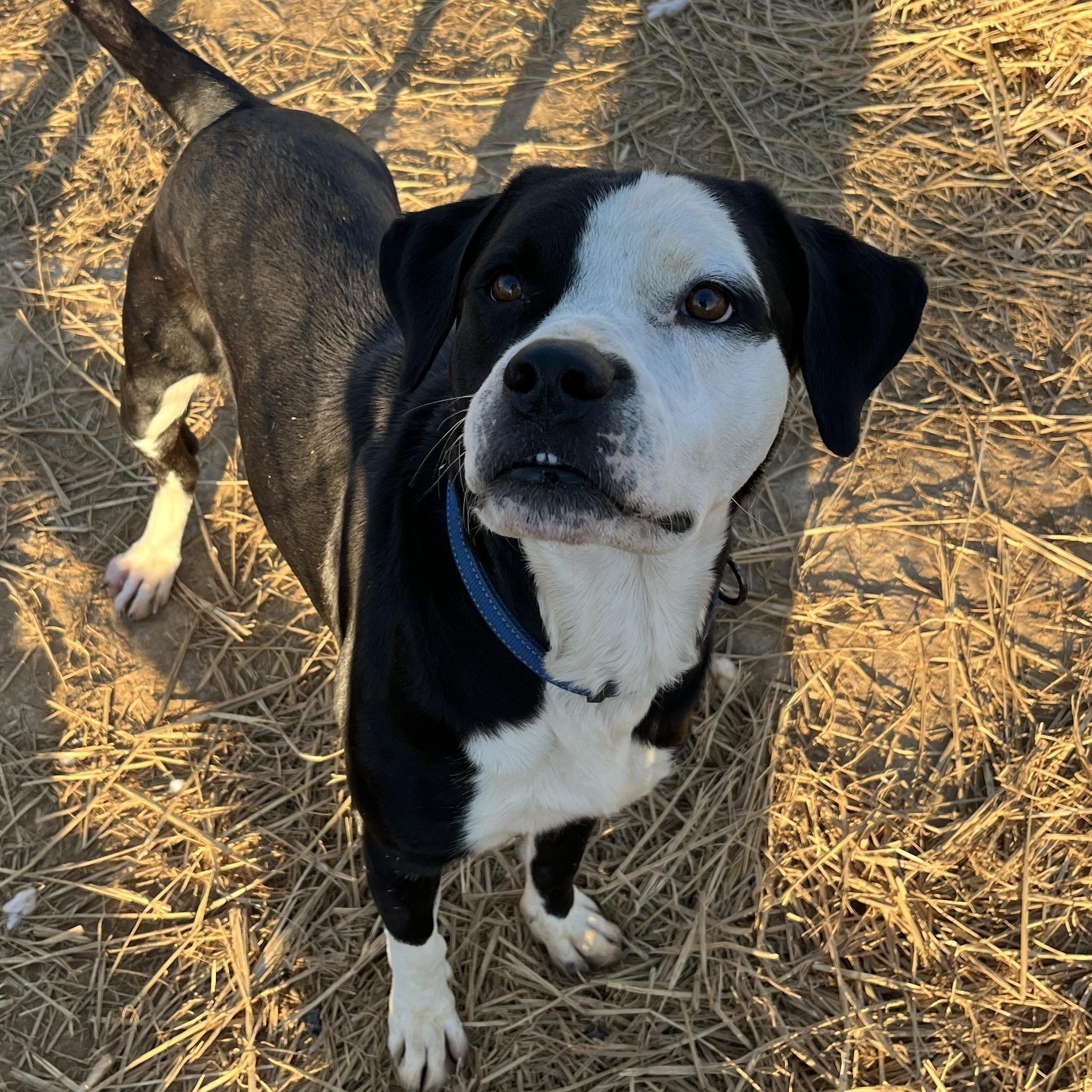 Enlarge Abel, a Adoptable mixed breed in McKenzie, TN image 1/3