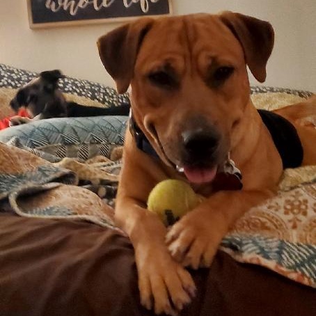 Colt, a Adoptable mixed breed in Cypress, TX image 5/5
