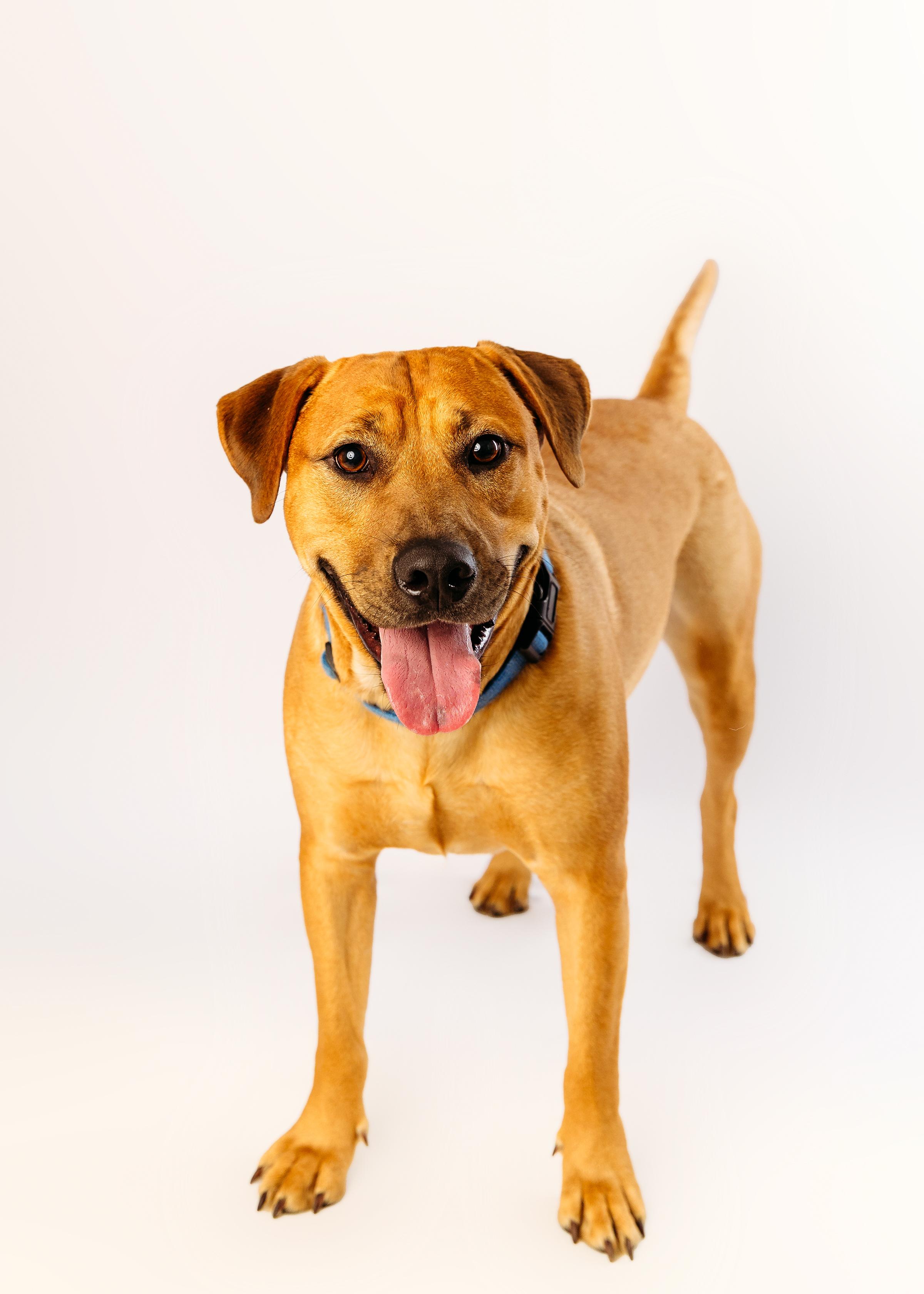 Colt, a Adoptable mixed breed in Cypress, TX image 3/5