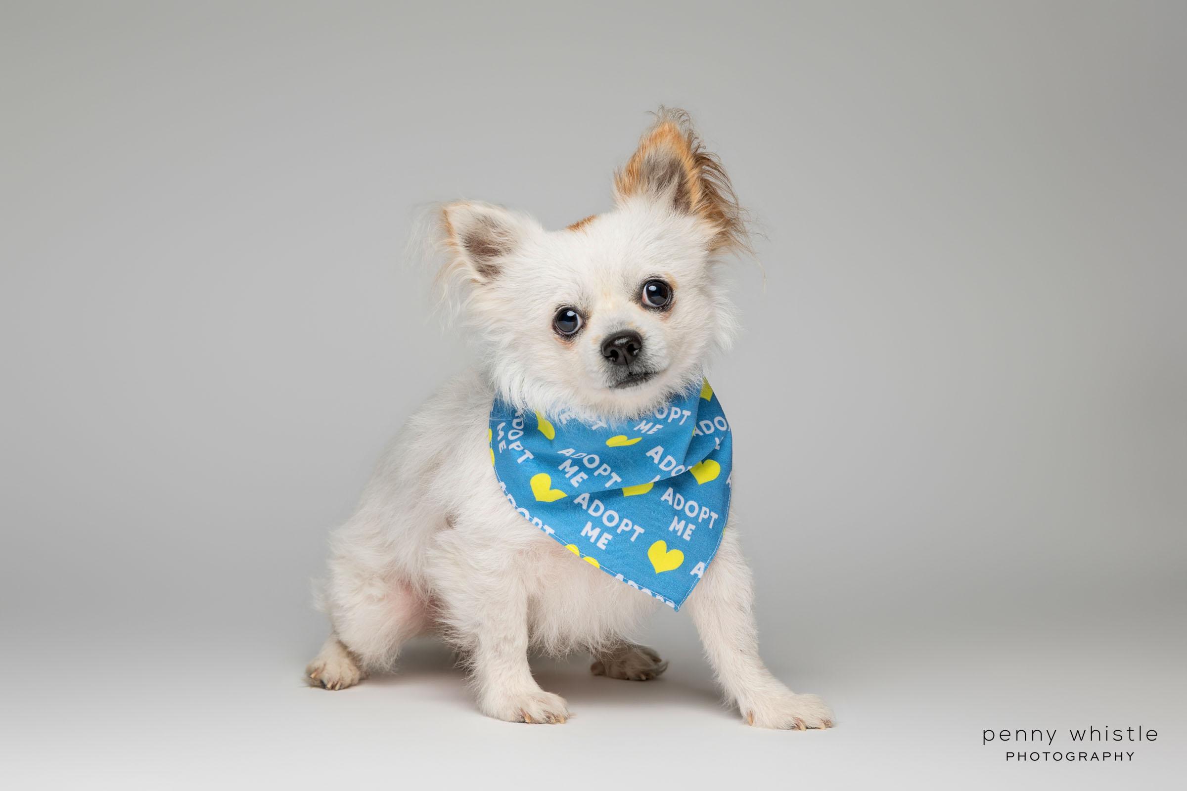 Banjo, Adoptable, Adult Male Papillon & Pomeranian.