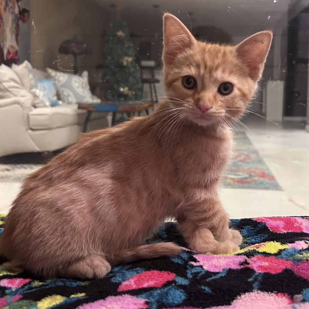 Blaze, Adoptable, Kitten Male Domestic Short Hair.