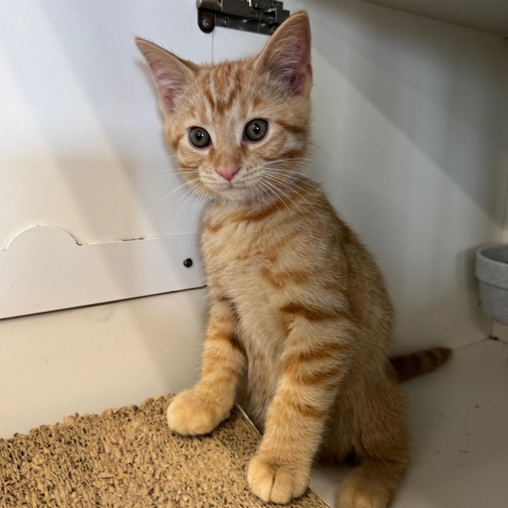 Blaze, a Adoptable Domestic Short Hair in La Grange, KY image 2/6