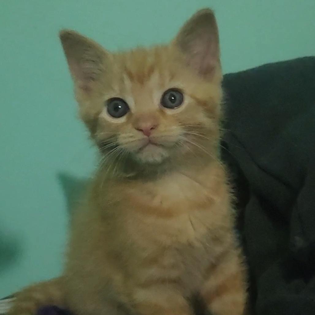 Blaze, a Adoptable Domestic Short Hair in La Grange, KY image 4/6