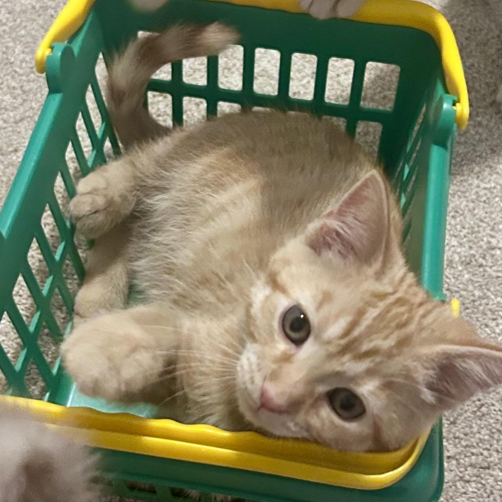 Blaze, a Adoptable Domestic Short Hair in La Grange, KY image 5/6