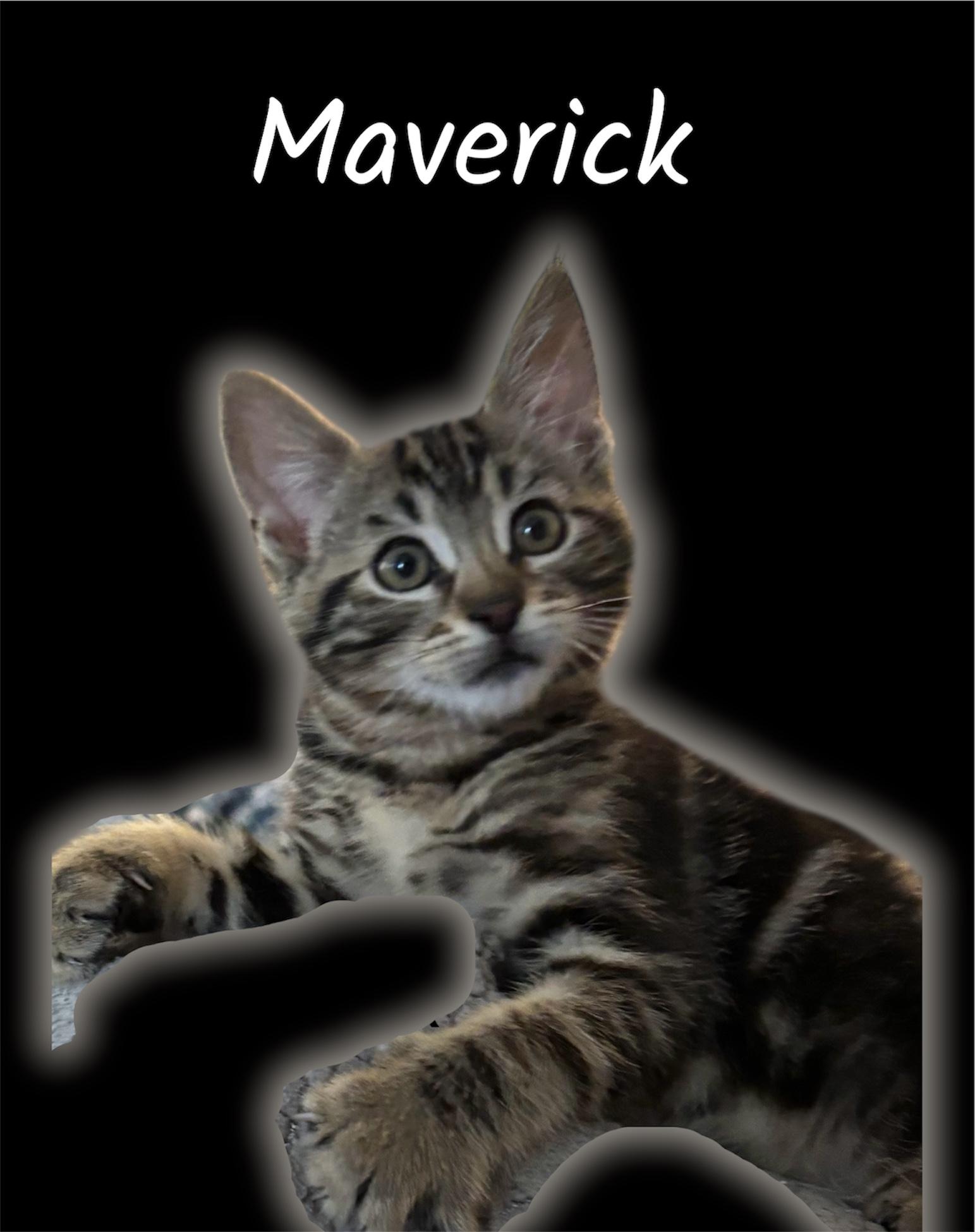 Maverick