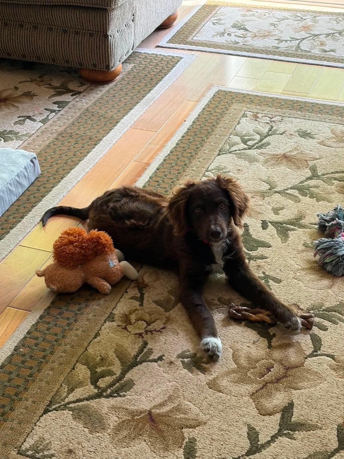 Hurshy, an adopted mixed breed in Campton, KY image 2/3